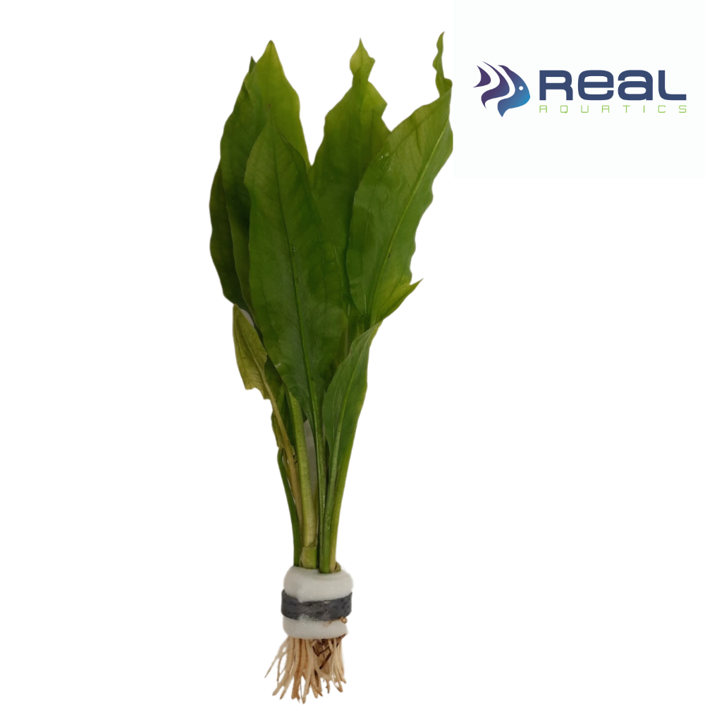 Amazon Sword Echinodorus Paniculatus Live Plant Bunched