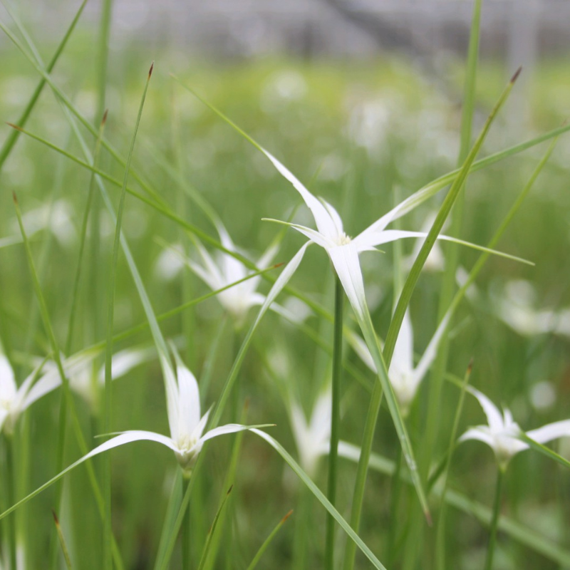 Dichromena Colorata White Star Grass