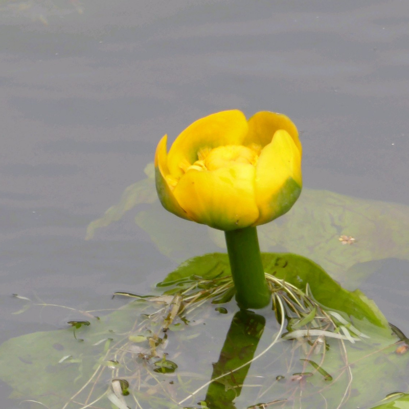 nuphar lutea