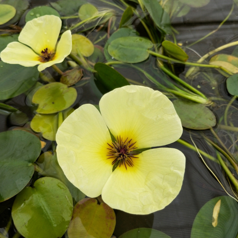 water poppy pond plants