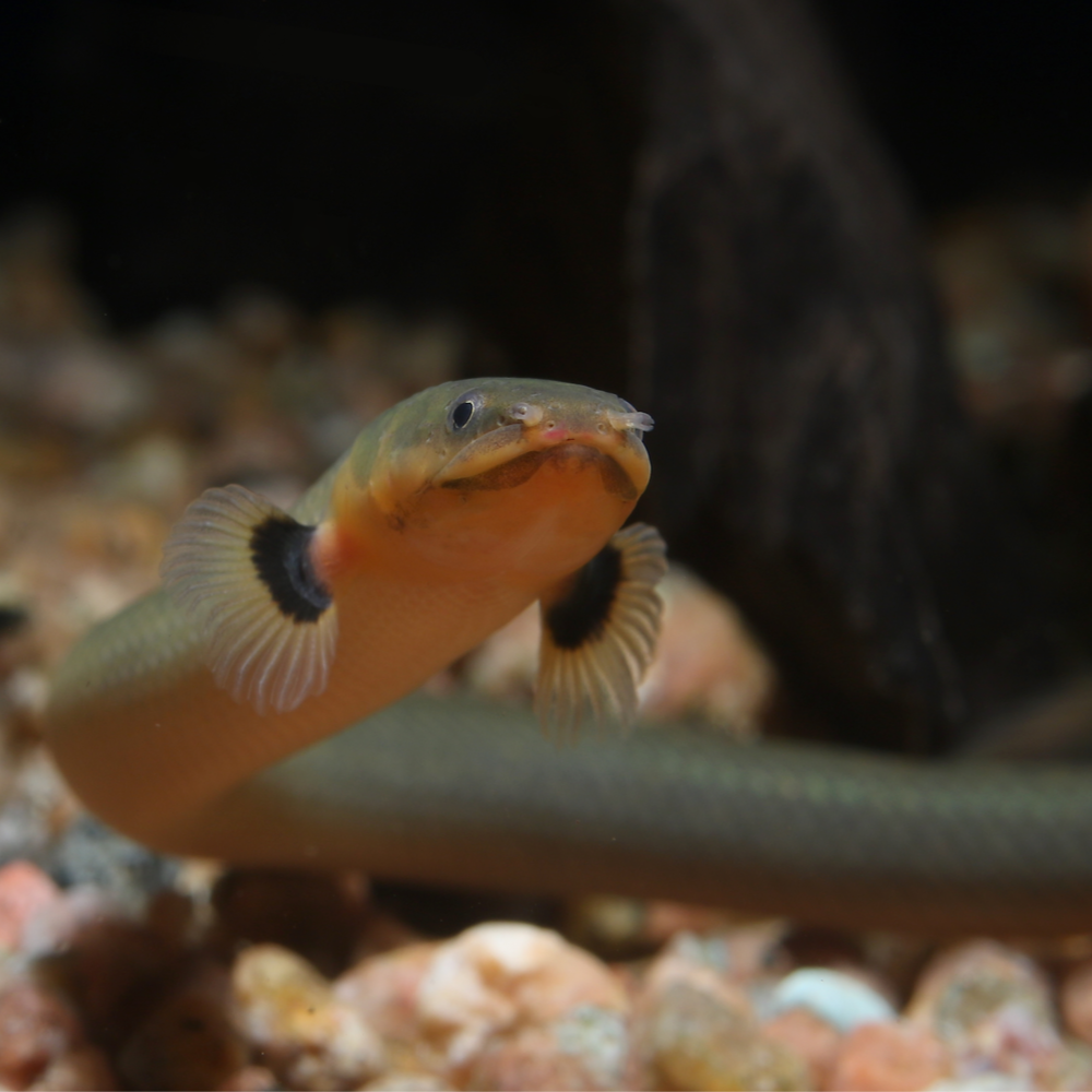 Reedfish Reed / Rope Fish 4-5"