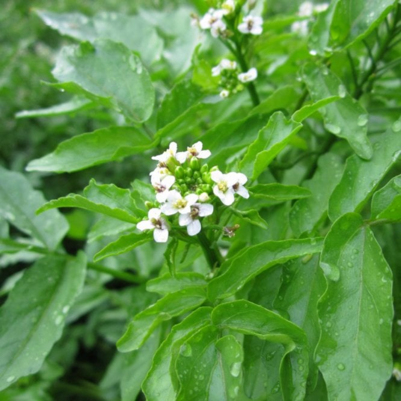 Rorippa Nasturtium Aquaticum Water Cress