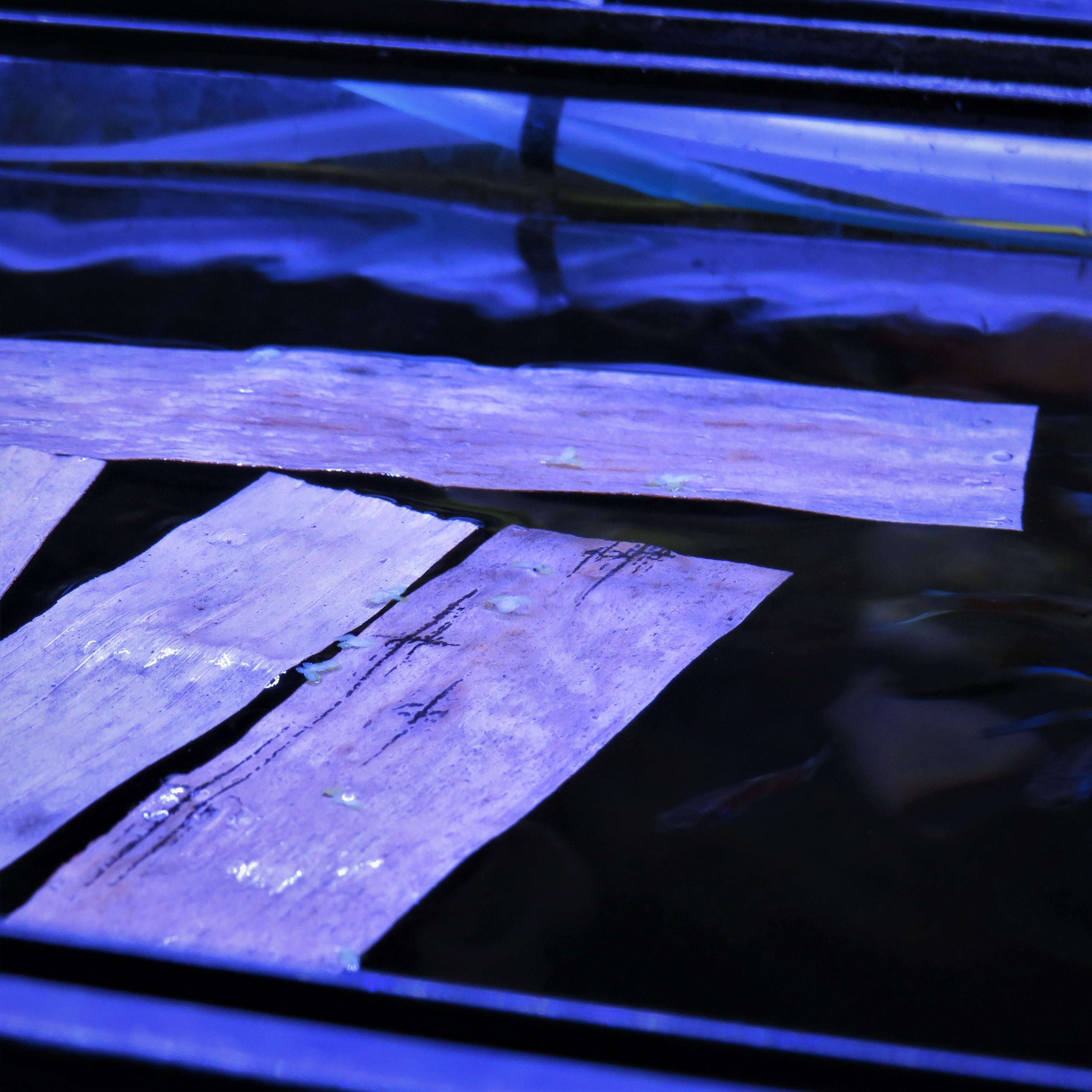 Natural Banana Leaves x20