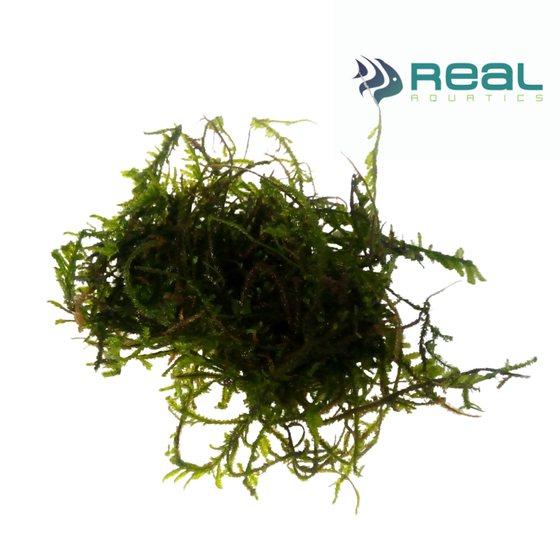 Taxiphyllum Barbeiri Moss