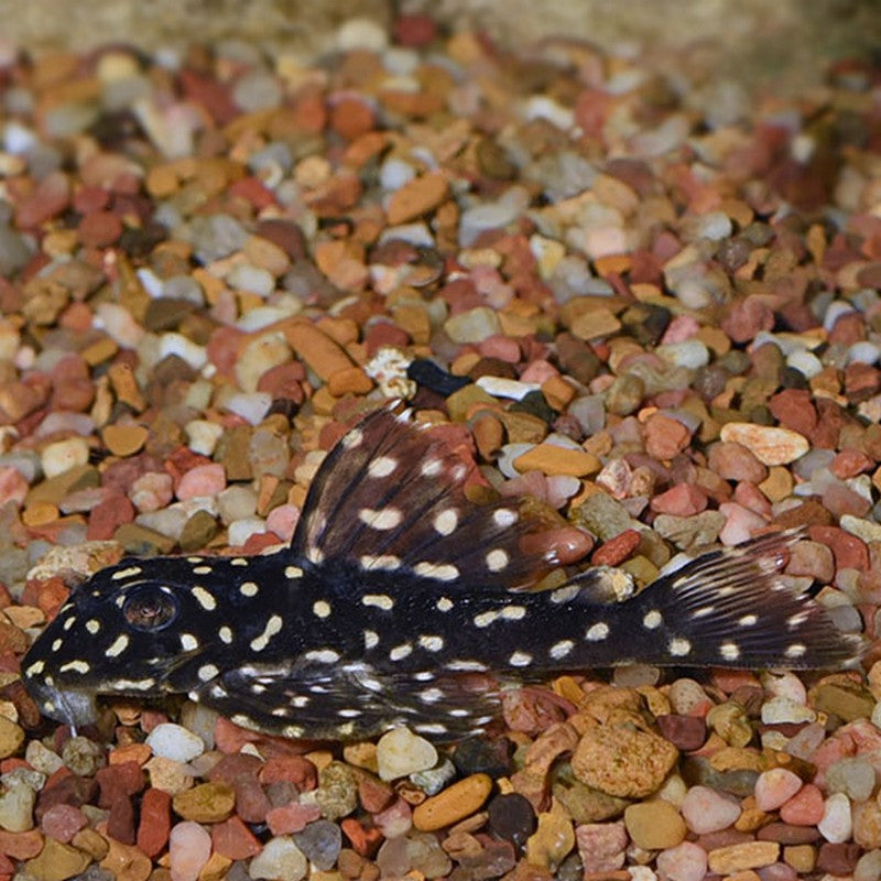 Snowball Pleco L102