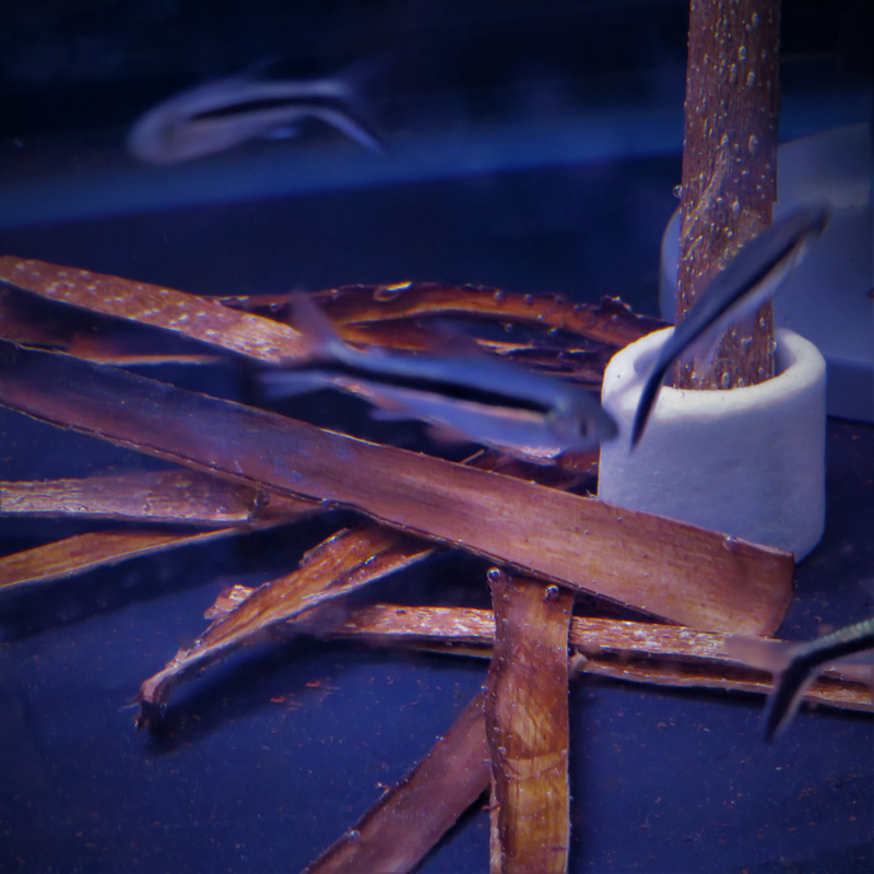 Natural Catappa Barks 20g