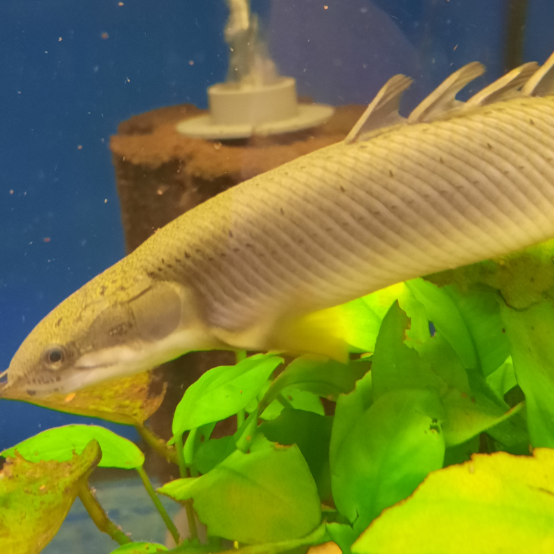 Bichir Bichirs Polypterus Senegalus