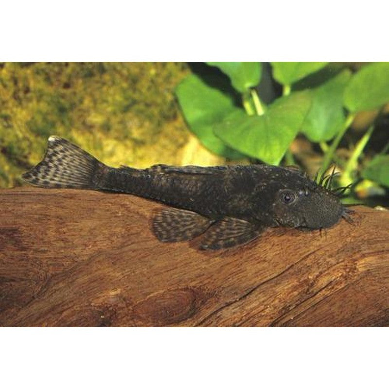 Bristlenose Pleco
