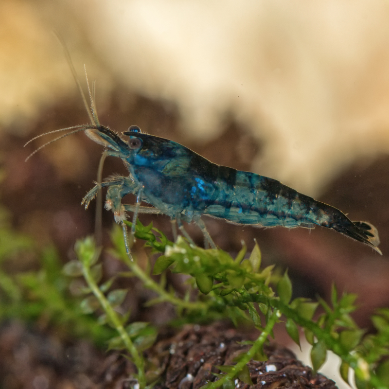 Live feeder shrimp for clearance sale