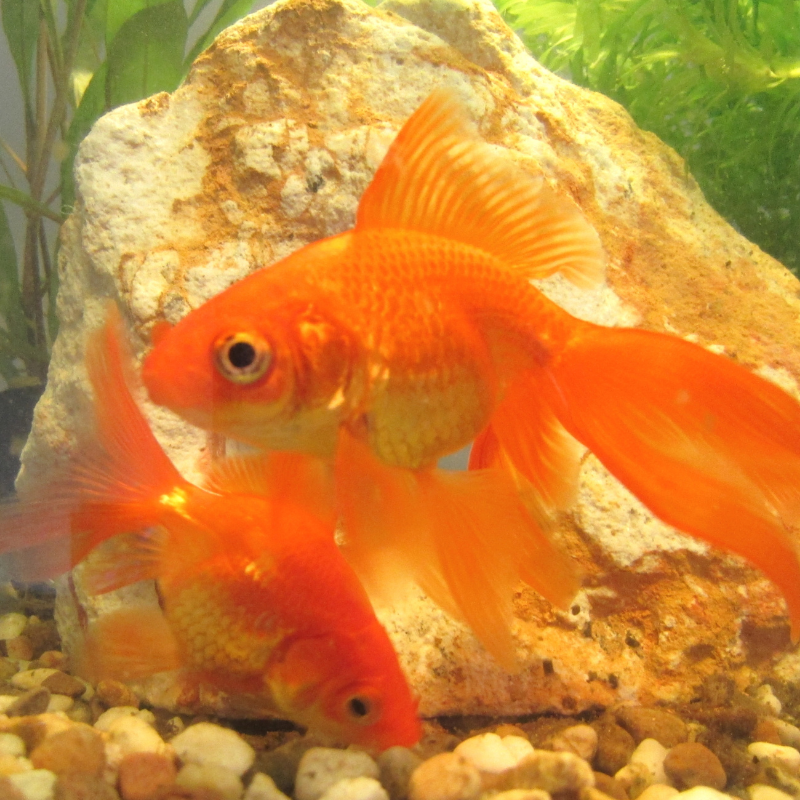 Red Fantail Goldfish 1-2