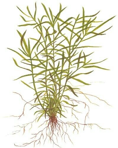 Tropica In Vitro 1-2-grow! Heteranthera zosterifolia
