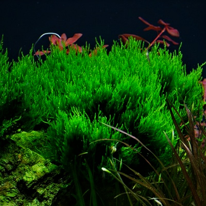 Tropica In-Vitro 1-2-Grow! Taxiphyllum Flame Moss