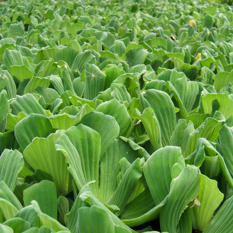 Water lettuce Pistia Stratiotes Floating Pond Plant
