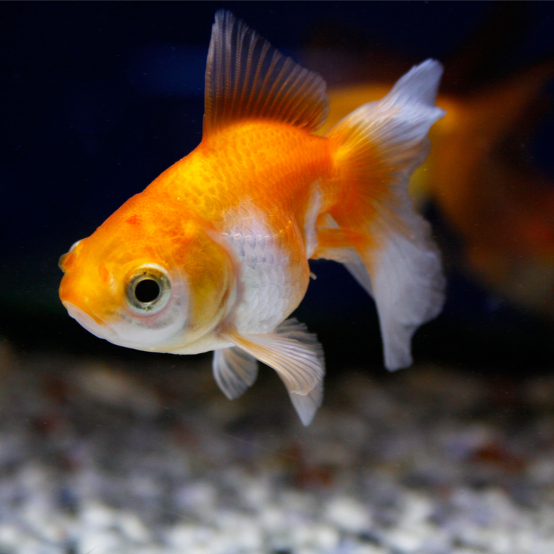 Red and White Fantail Fancy Goldfish 2-3