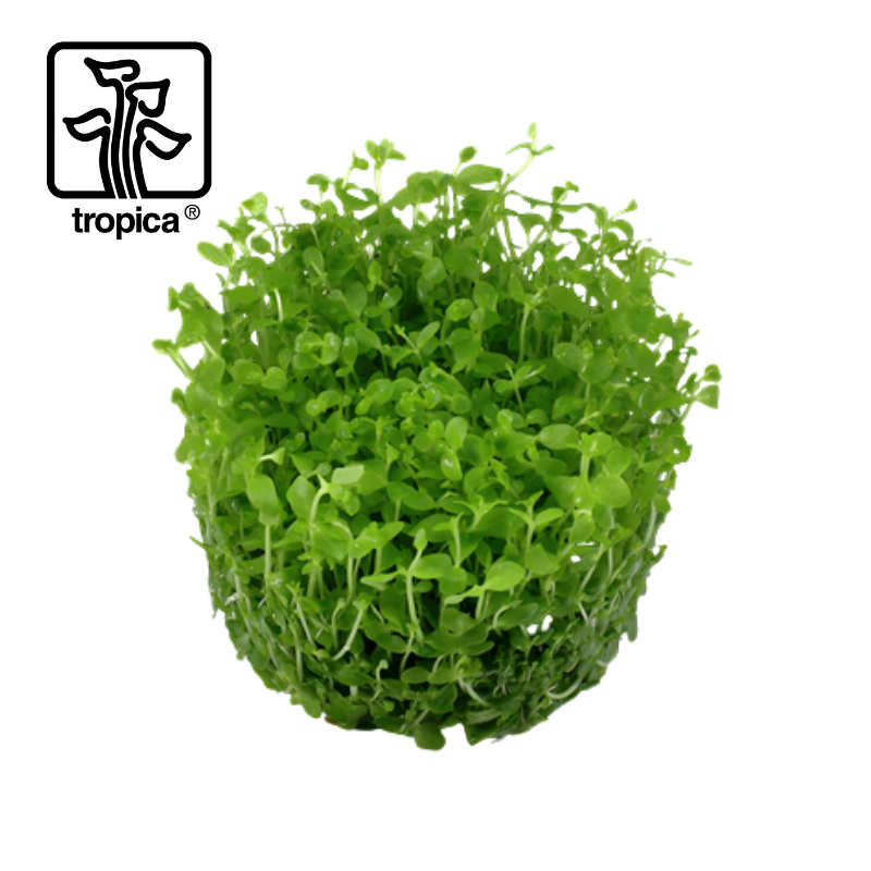 Tropica In-Vitro 1-2-Grow! Micranthemum 'Monte Carlo'