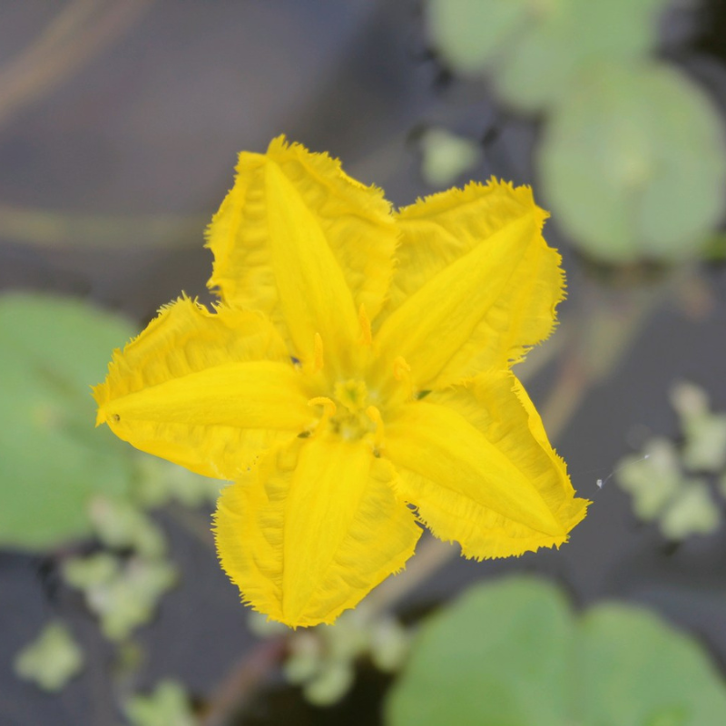 Nymphoides Peltata Fringed Water Lily