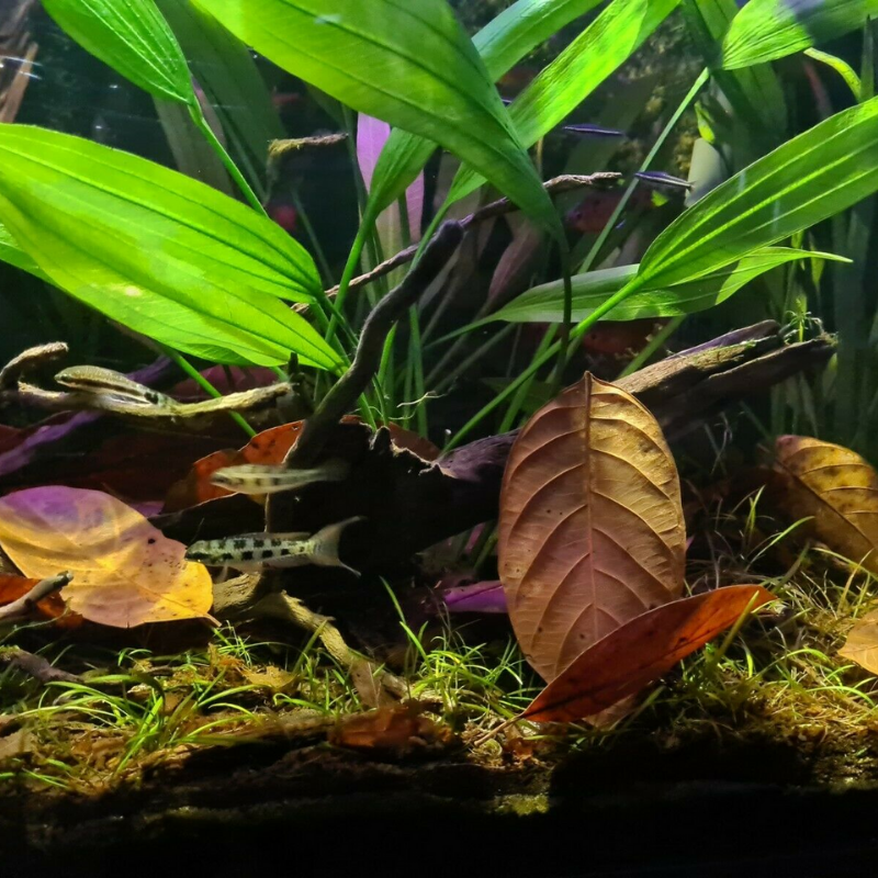 Natural Jackfruit Leaves x20