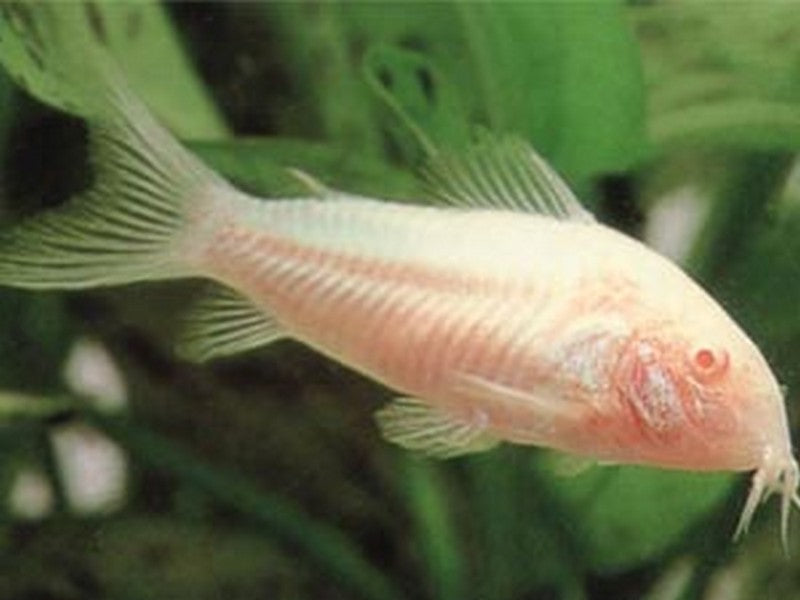 albino cory catfish