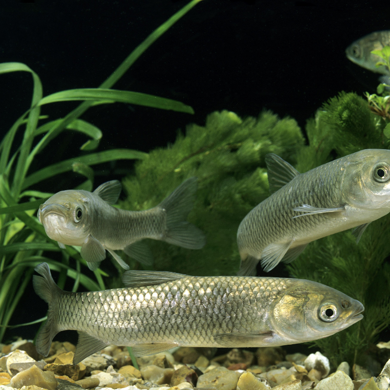 Pallet Fish -  UK