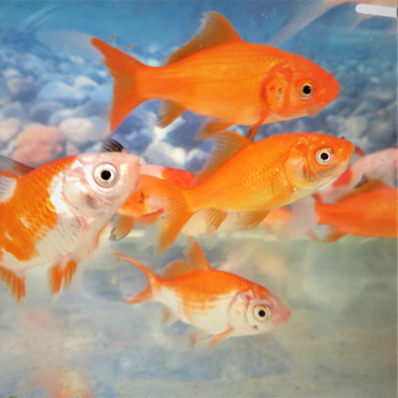 Feeder goldfish hot sale