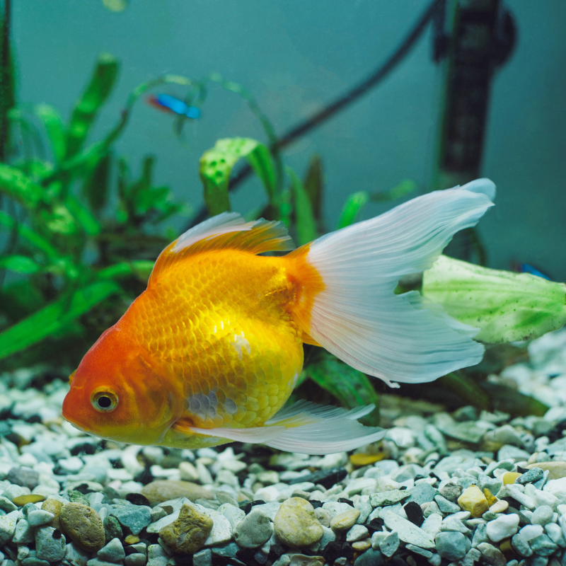 Should I use an Aquarium Heater in a Goldfish Tank?