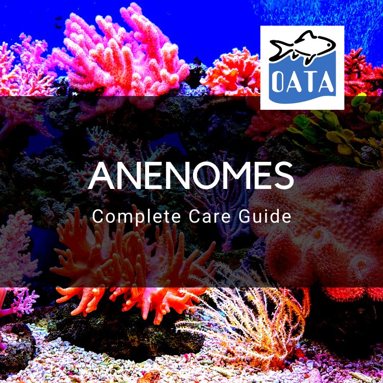 OATA Care Guide: Anenomes