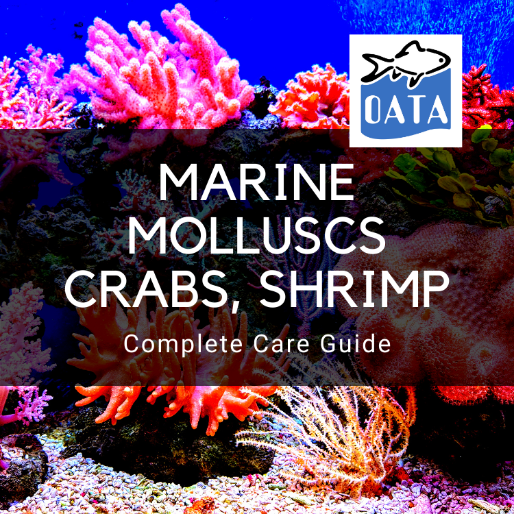 OATA Care Guide: Marine Molluscs Crabs & Shrimp
