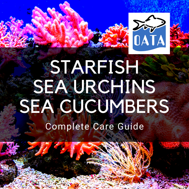 OATA Care Guide: Starfish, Sea Urchins, Sea Cucumbers