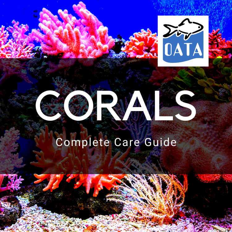 OATA Care Guide: Corals