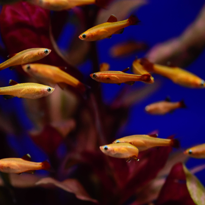 Can you keep Gold White Cloud Mountain Minnows in Tropical aquariums?