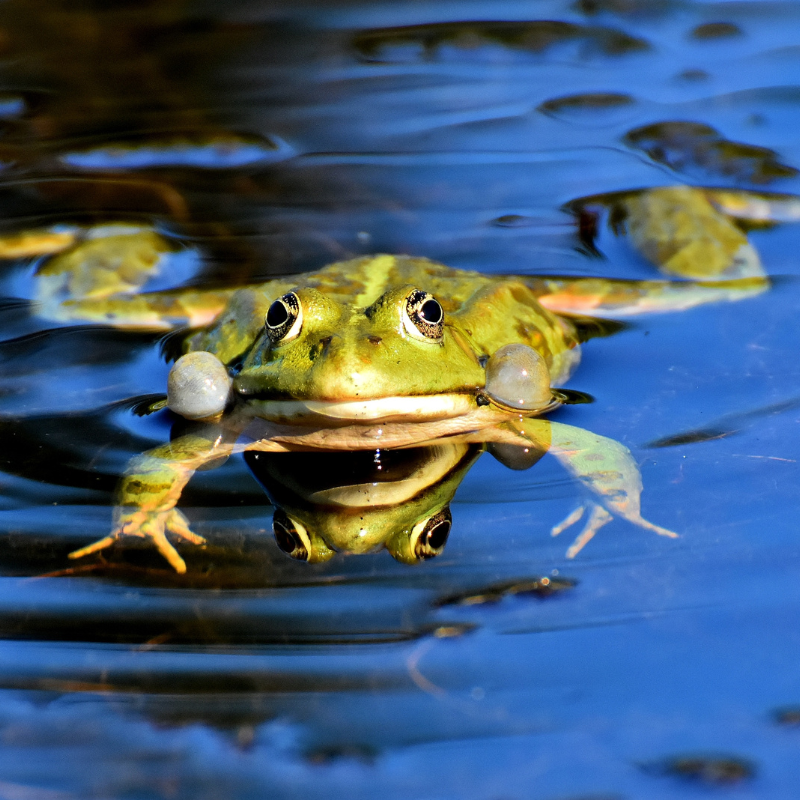 How do I attract frogs to my garden pond?