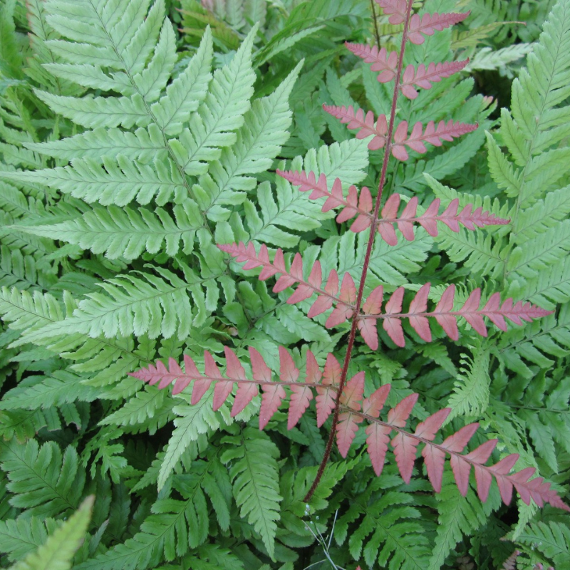 How can you tell if a Fern is male or female?