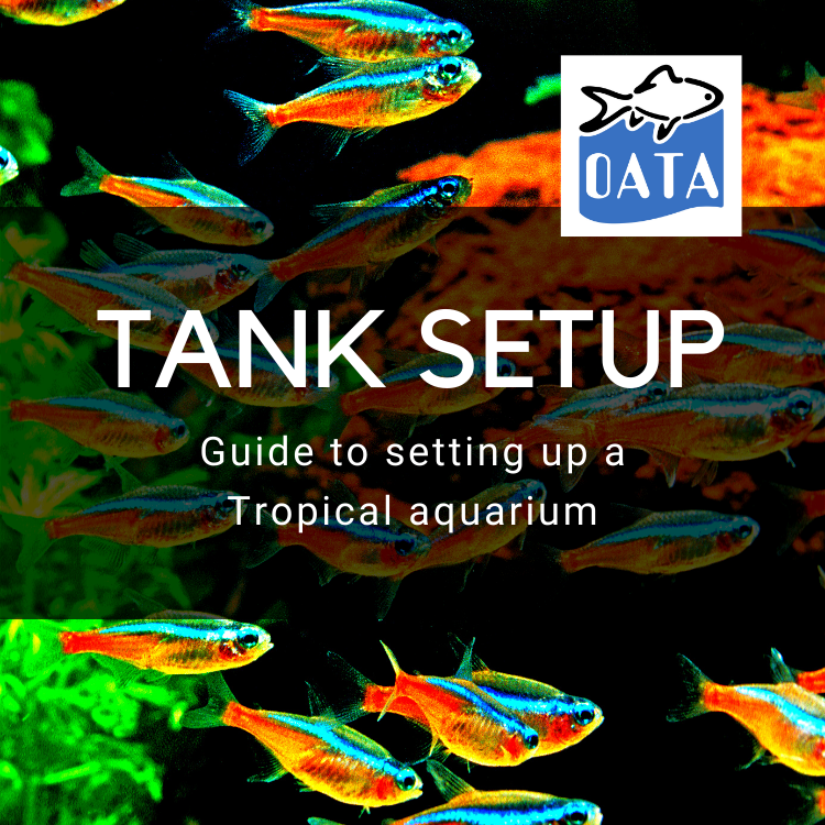 OATA Guide to Setting up a Tropical Aquarium
