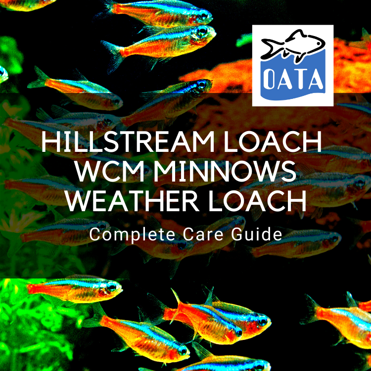 OATA Guide to Hillstream Loach White Cloud Mountain Minnows Weather Loach
