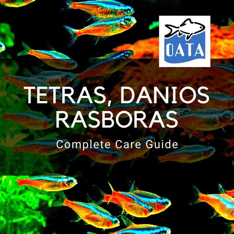 OATA Care Guide: Tetras, Danios and Rasboras