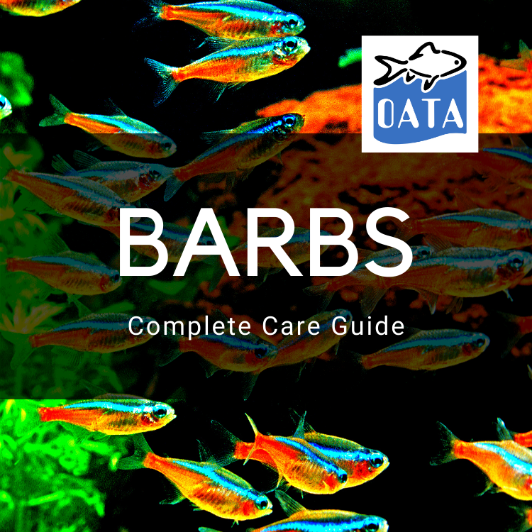 OATA Care Guide: Barbs