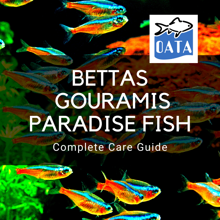 OATA Care Guide: Bettas, Gouramis and Paradise Fish