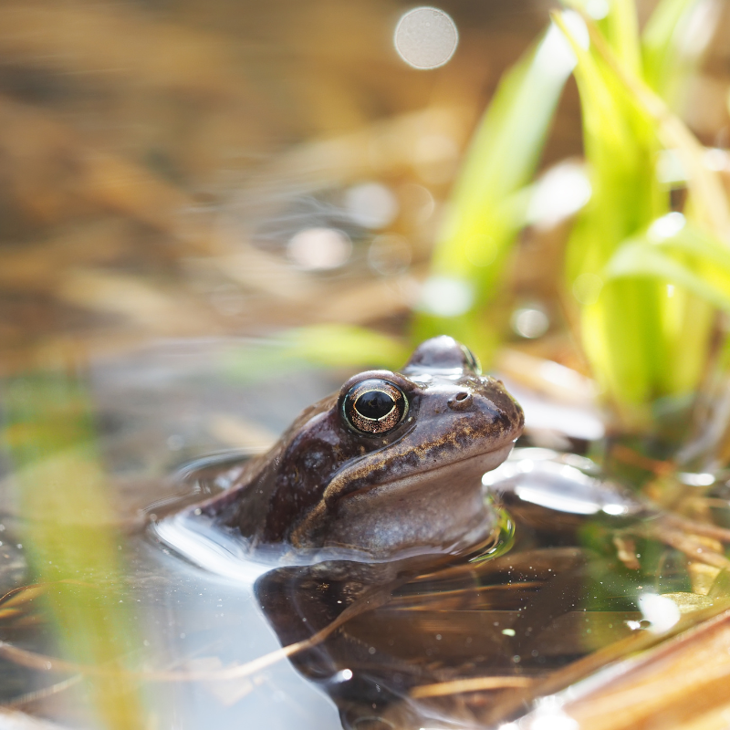 Is it good to have frogs in your pond?