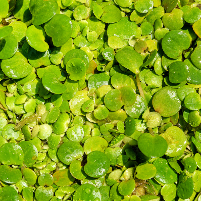 Guide to Planting and Maintaining Floating Pond Plants