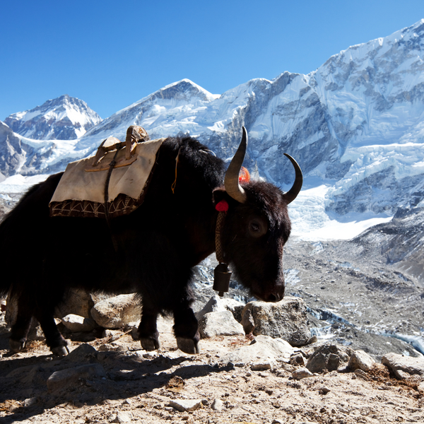 Everest yak chew sale