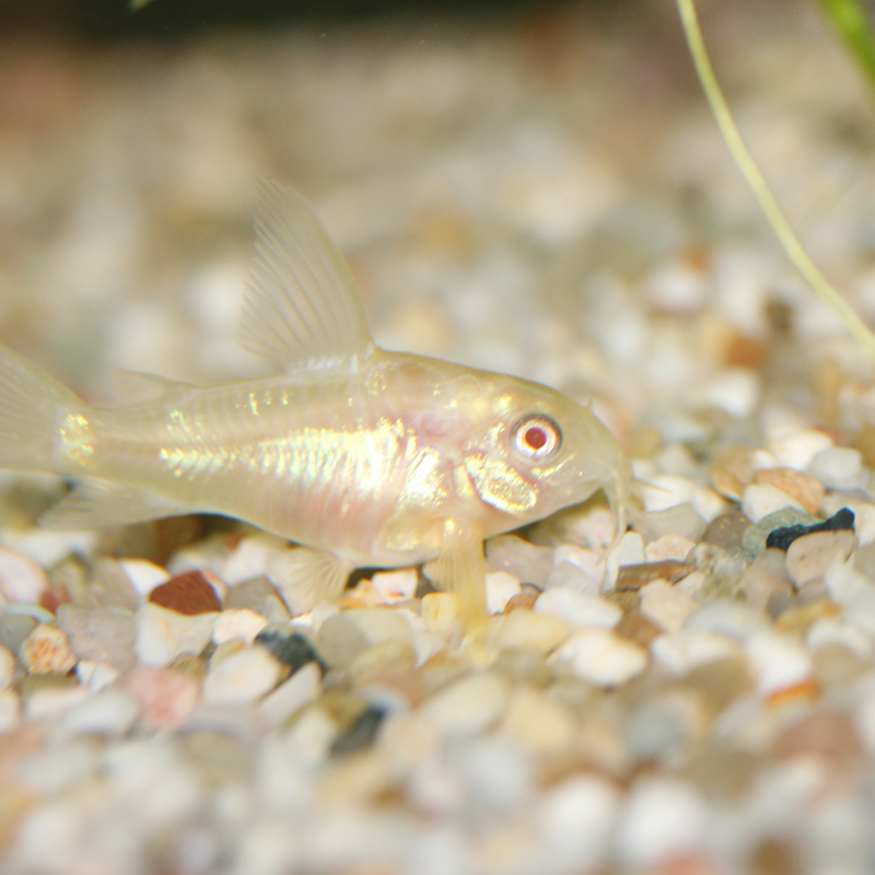Are Albino Corys a shoaling fish?