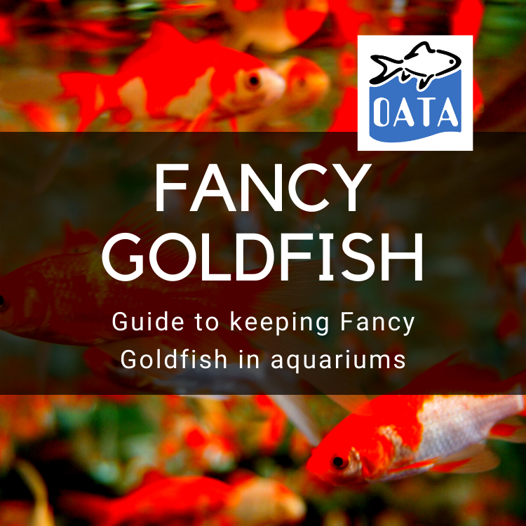OATA Guide to Keeping Fancy Goldfish in an Indoor Aquarium