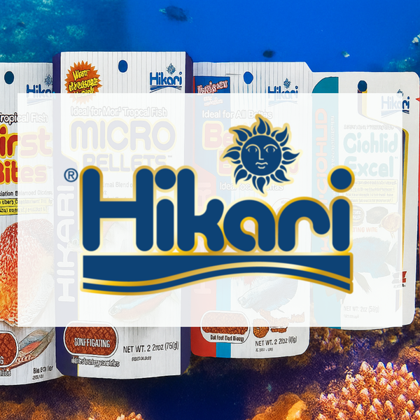 hikari 2_bceac540-0477-49da-8a19-