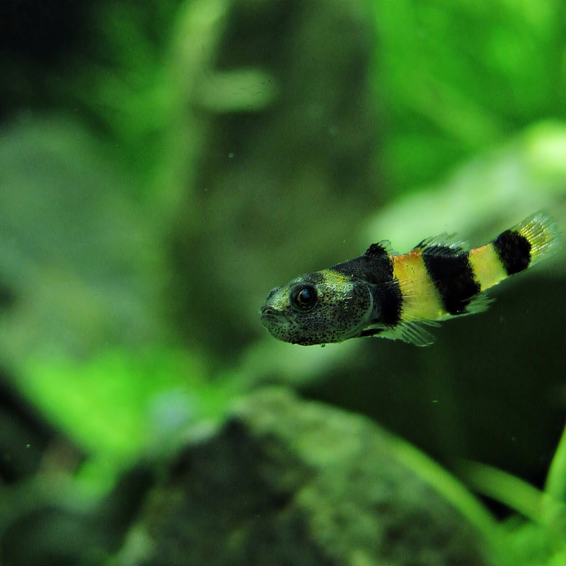 How many Bumblebee Gobies should be kept together?