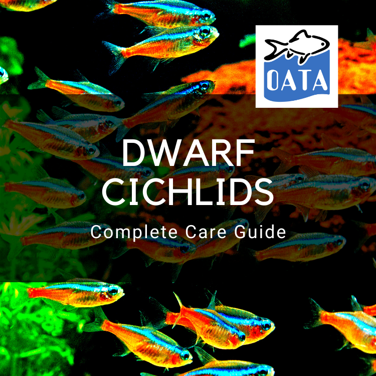 OATA Care Guide: Dwarf Cichlids
