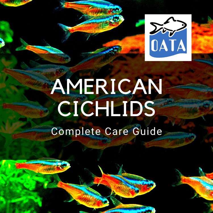 OATA Care Guide: American Cichlids