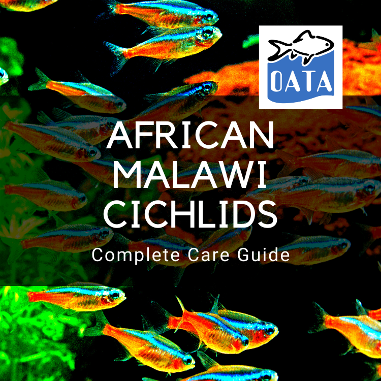 OATA Care Guide: African Malawi Cichlids