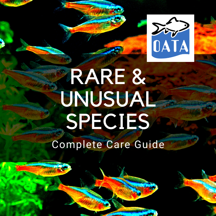 OATA Care Guide: Rare & Unusual Species