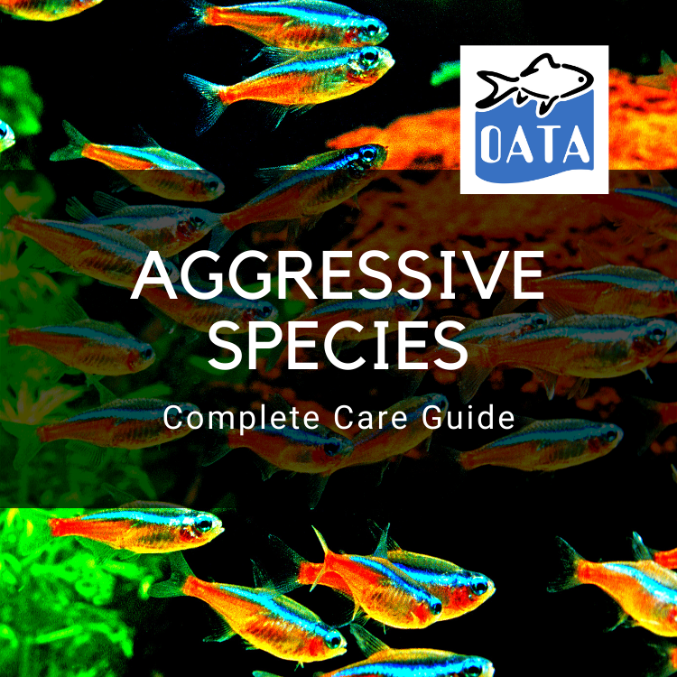 OATA Care Guide: Aggressive Fish Species