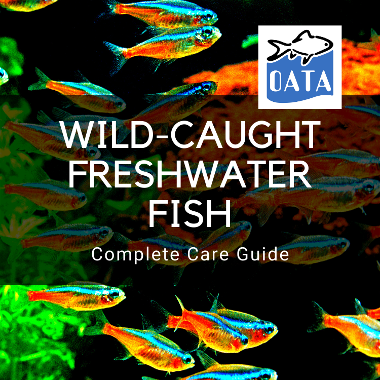 OATA Care Guide: Wild-caught Freshwater Fish